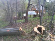 Na terenie Nadleśnictwa Dukla przeprowadzane są wycinki drzew zagrażających bezpieczeństwu ludzi i mienia